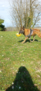 Photo de galerie - Un chien que je m'occupe de temps en temps chez lui 
