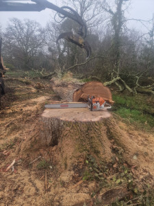 Photo de galerie - Abattage d'un arbre centenaire sec sur pied 