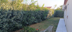 Photo de galerie - Taille de haies et d'arbustes