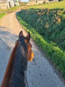 Photo de galerie - Le cheval de la maison 