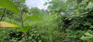 Photo de galerie - Tonte de pelouse - Débroussaillage