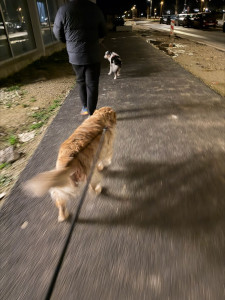 Photo de galerie - Aiko et shossette 