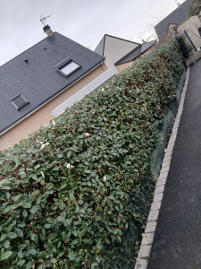 Photo de galerie - Réalisation d'une taille de haie 