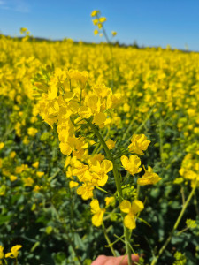Photo de galerie - J'adore la nature et n’ai pas de photo de mon travail de ménage. 
