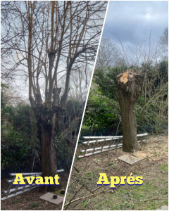 Photo de galerie - Client satisfait ! Rabattage d'un arbre dont les branches ont cédées par le poids de la neige... en vue d'un abattage total demandé par le client