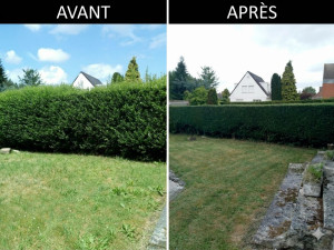 Photo de galerie - Taille de thuyas