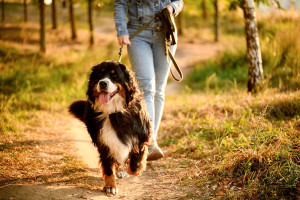 Photo de galerie - Garde chien