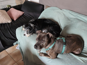 Photo de galerie - Garde animaux