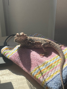 Photo de galerie - Maximus