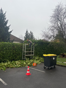 Photo de galerie - Taille de haie lauriers 