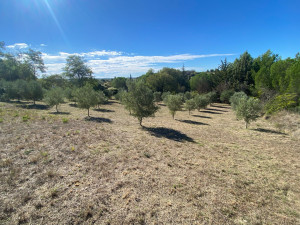 Photo de galerie - Débroussaillage de parcelle 5800m2