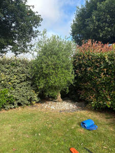 Photo de galerie - Taille de haies et d'arbustes