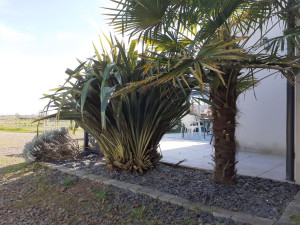 Photo de galerie - Mise au propre d'un massif.
Désherbage, 