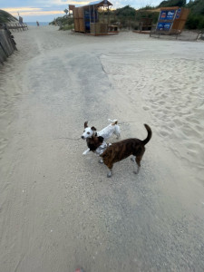 Photo de galerie - Garde de Utah, petit Jack de 2 ans 