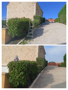 Photo de galerie - Taille de haie à la cisaille