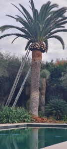 Photo de galerie - Taille de palmier 