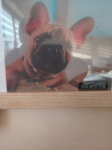 Photo de galerie - Garde chien