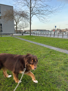 Photo de galerie - Laika, jeune berger australien, gardés pendant 3 jours, grande promenade, caresse à gogo
