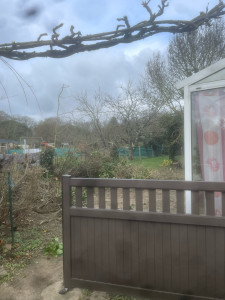 Photo de galerie - Elagage et coupe d'arbres