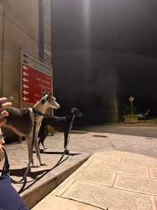 Photo de galerie - Garde chien