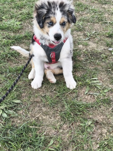 Photo de galerie - Promenade ❤️❤️❤️