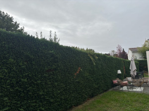 Photo de galerie - Avant la taille de la haie de cyprès 