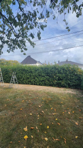 Photo de galerie - Taille de haies et d'arbustes