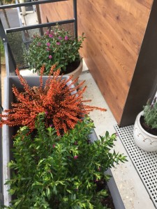 Photo de galerie - Plante d'extérieur / Plan de légume