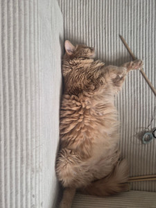 Photo de galerie - Garde de chat 