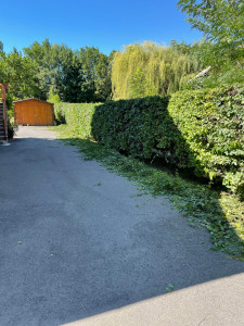 Photo de galerie - Taille de haie 