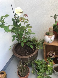 Photo de galerie - Sur une terrasse , rosier en pot céramique 