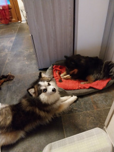 Photo de galerie - Mon pomsky et son copain le pensionnaire 