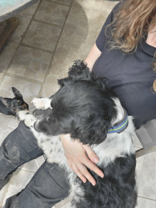 Photo de galerie - Garde de chien en association