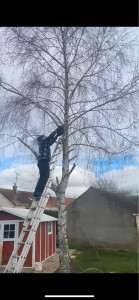 Photo de galerie - Coupe d’arbre 