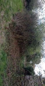 Photo de galerie - Entretien d'un terrain évacuation des déchets 