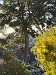 Photo de galerie - Elagage et coupe d'arbres