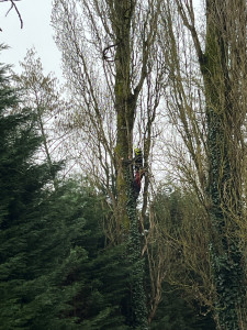 Photo de galerie - étêtage peupliers 