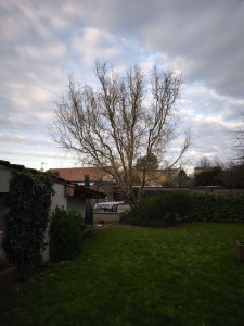 Photo de galerie - Petite élagage d'un sol tortueux 