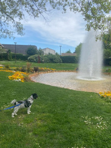 Photo de galerie - Voici ziggy chienne de 12 ans promenade dans un parc et aussi dans la forêt heureuse avec nous adorable chienne très câline 