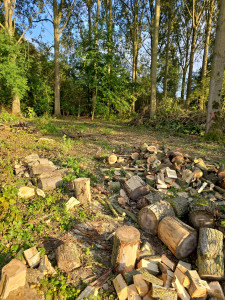 Photo de galerie - Élagage et abattage d'arbre 