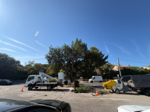 Photo de galerie - Elagage et coupe d'arbres