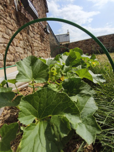 Photo de galerie - Potager