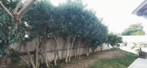 Photo de galerie - Taille de haies et d'arbustes