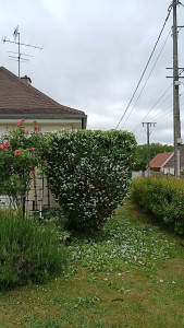Photo de galerie - Taille effectué chez une cliente 