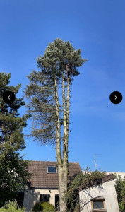 Photo de galerie - Elagage et coupe d'arbres