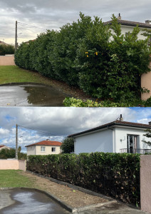 Photo de galerie - Rabattage d'une haie de lauriers