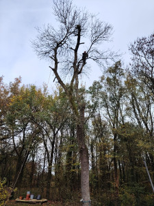 Photo de galerie - Elagage et coupe d'arbres