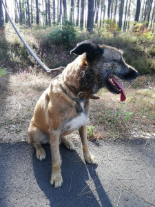 Photo de galerie - Garde chien