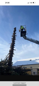Photo de galerie - Elagage et coupe d'arbres