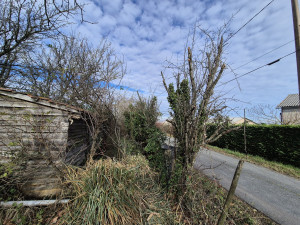 Photo de galerie - Elagage et coupe d'arbres